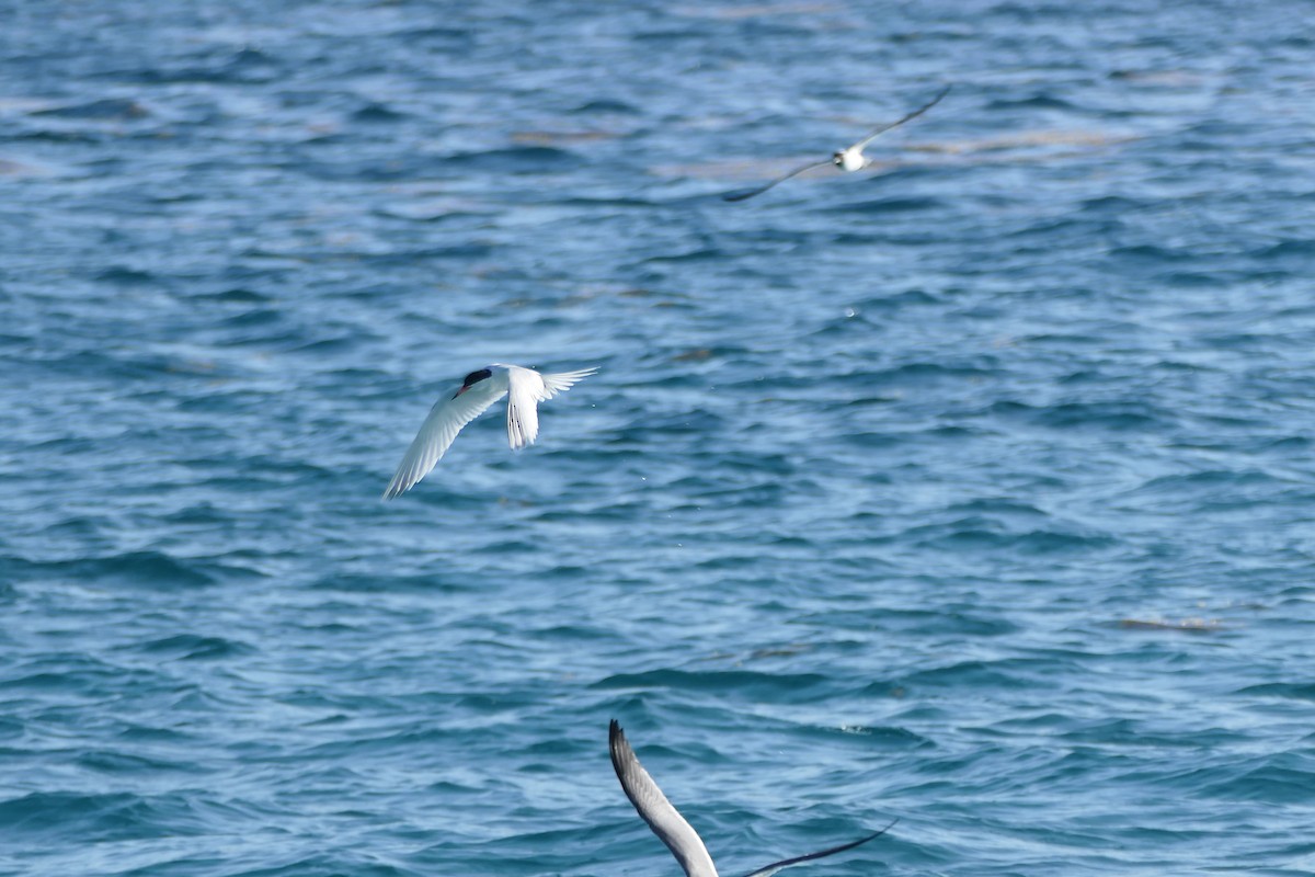 Roseate Tern - ML591564911