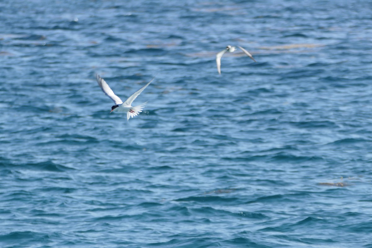 Roseate Tern - ML591564921