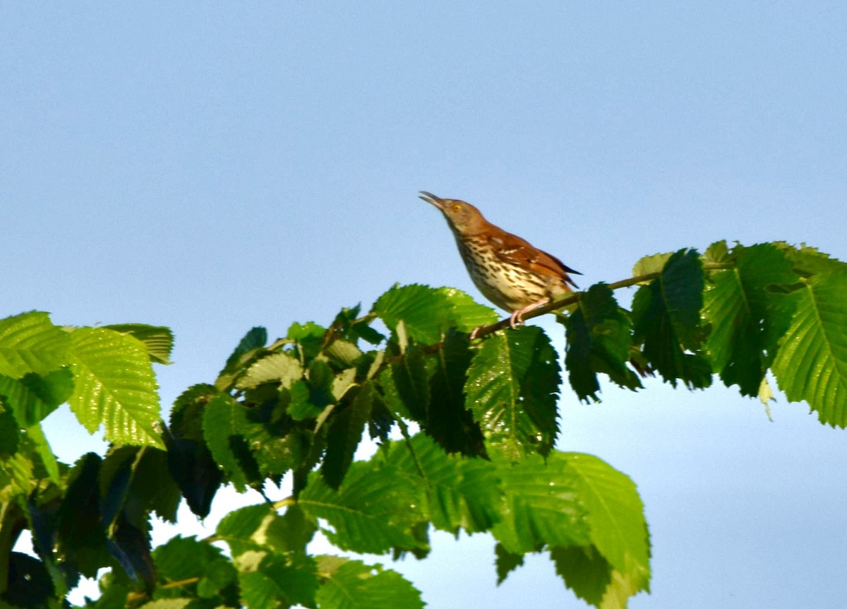 Brown Thrasher - ML591565211