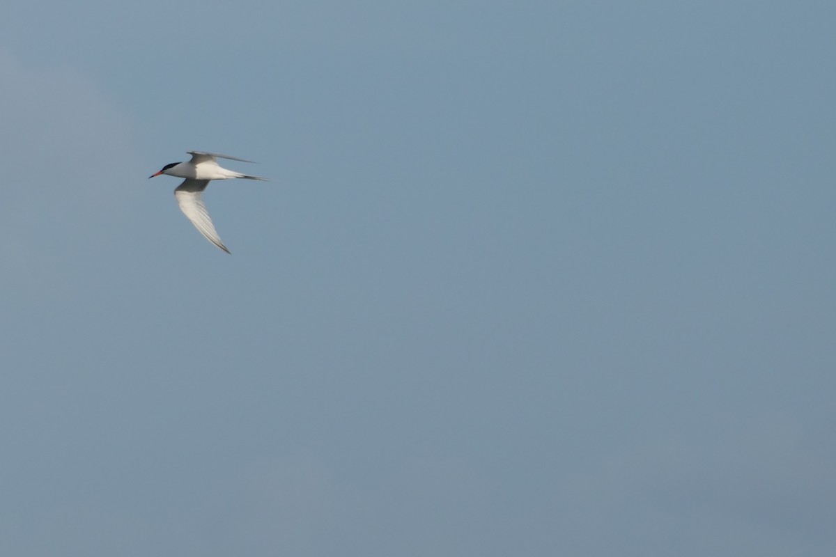 Roseate Tern - ML591566811