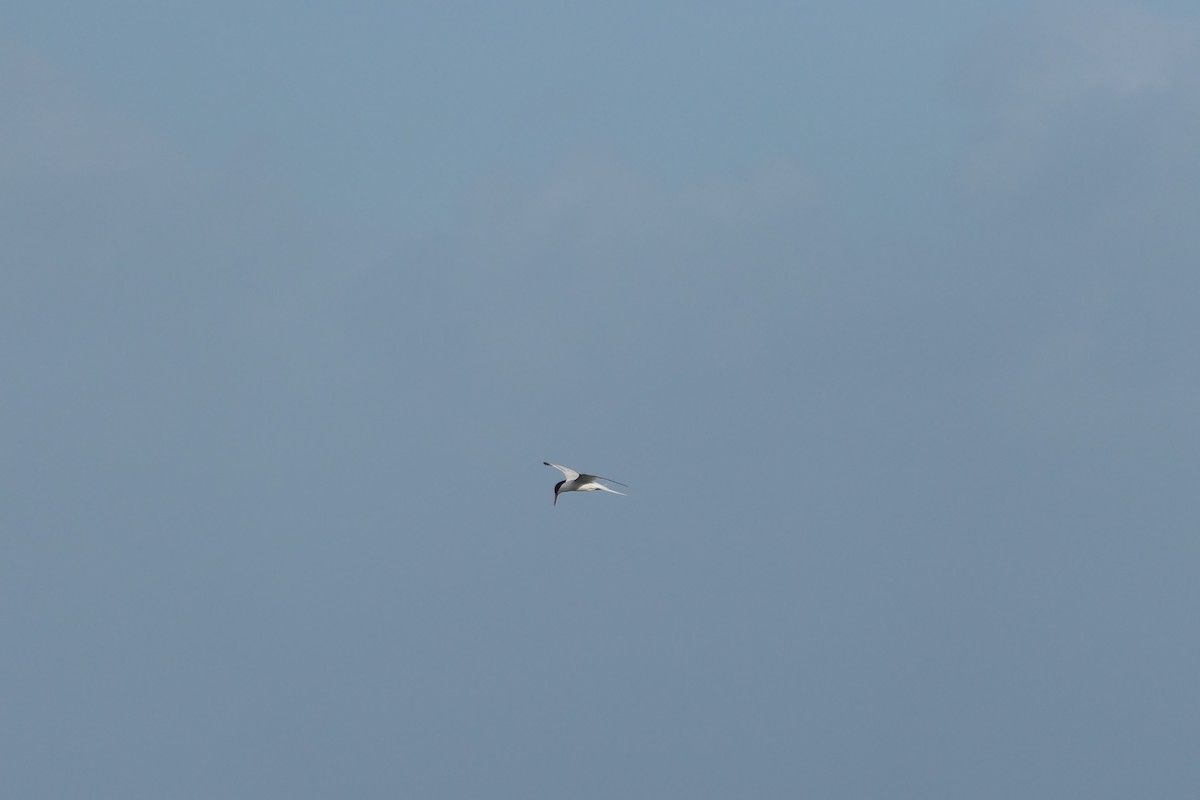 Roseate Tern - ML591566821