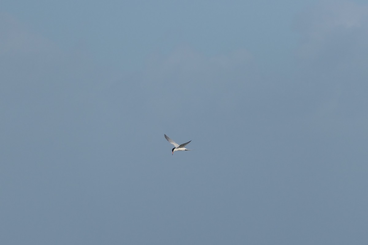 Roseate Tern - ML591566831