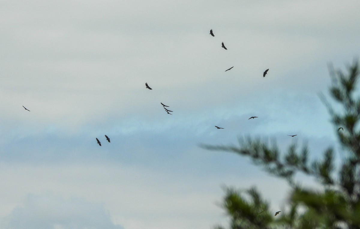 Black Vulture - ML591566871