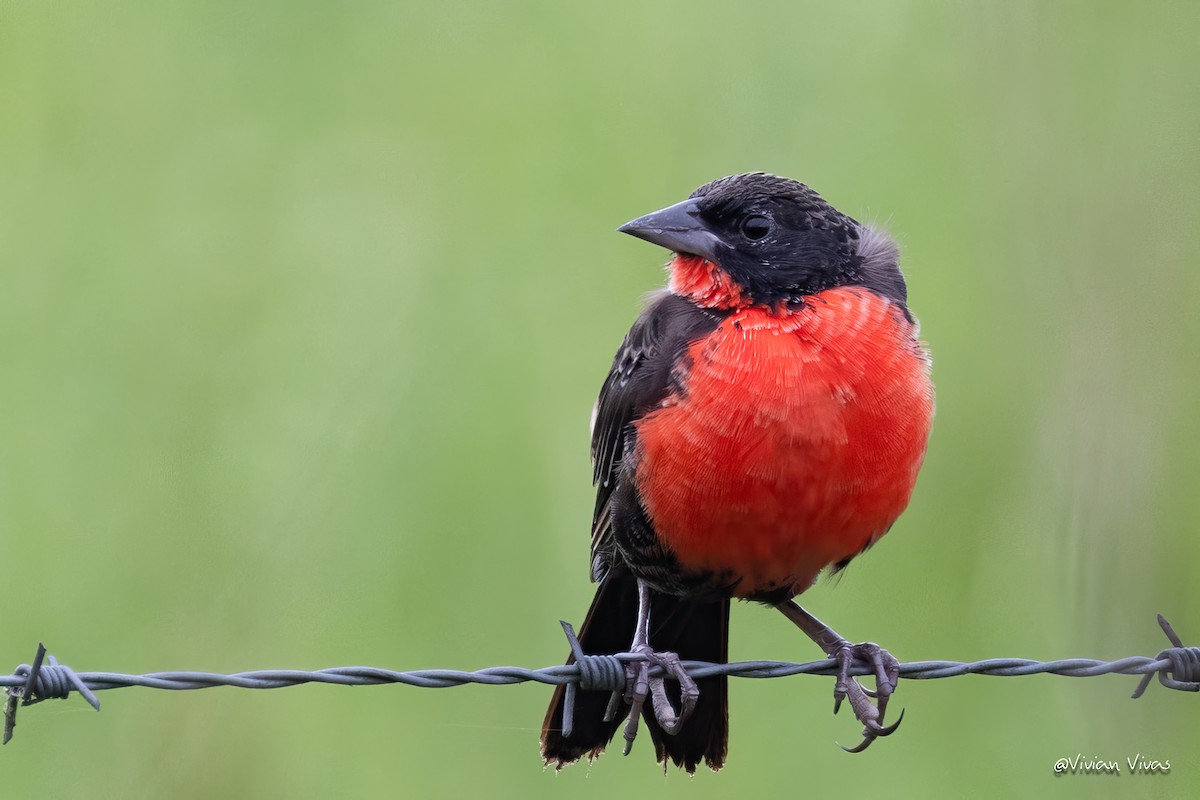 Red-breasted Meadowlark - ML591566881