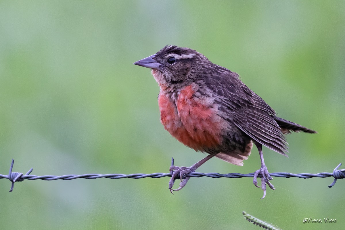 Red-breasted Meadowlark - ML591566891