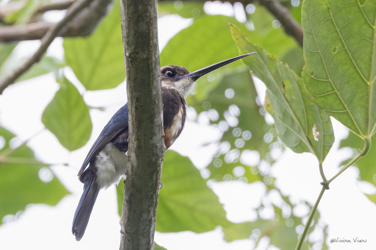 Pale-headed Jacamar - ML591567051