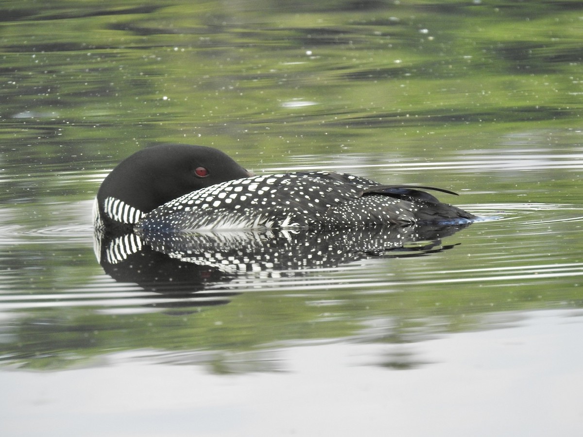 Common Loon - ML591567171