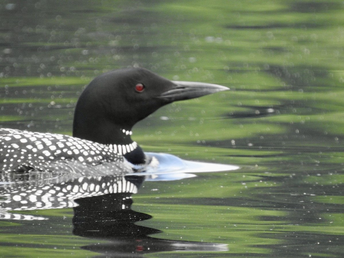 Common Loon - ML591567181
