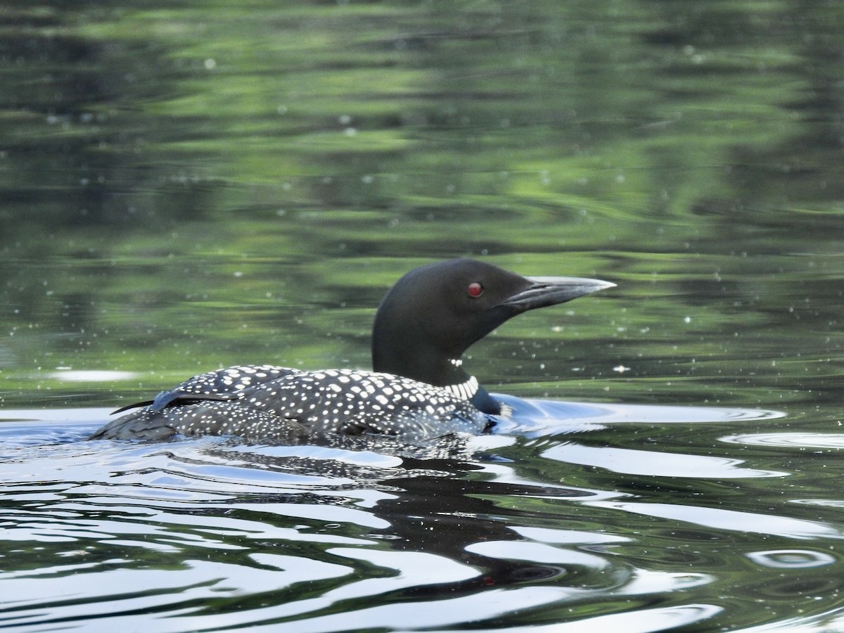 Common Loon - ML591567191