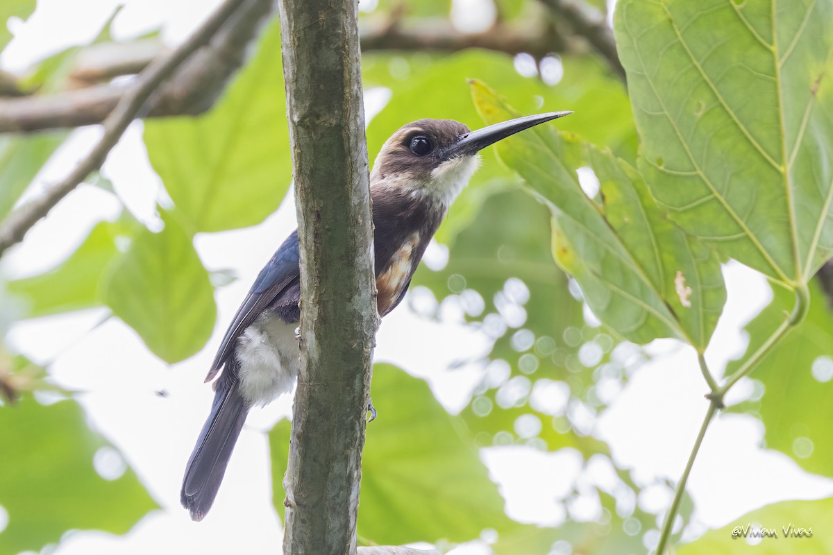 Pale-headed Jacamar - ML591567221