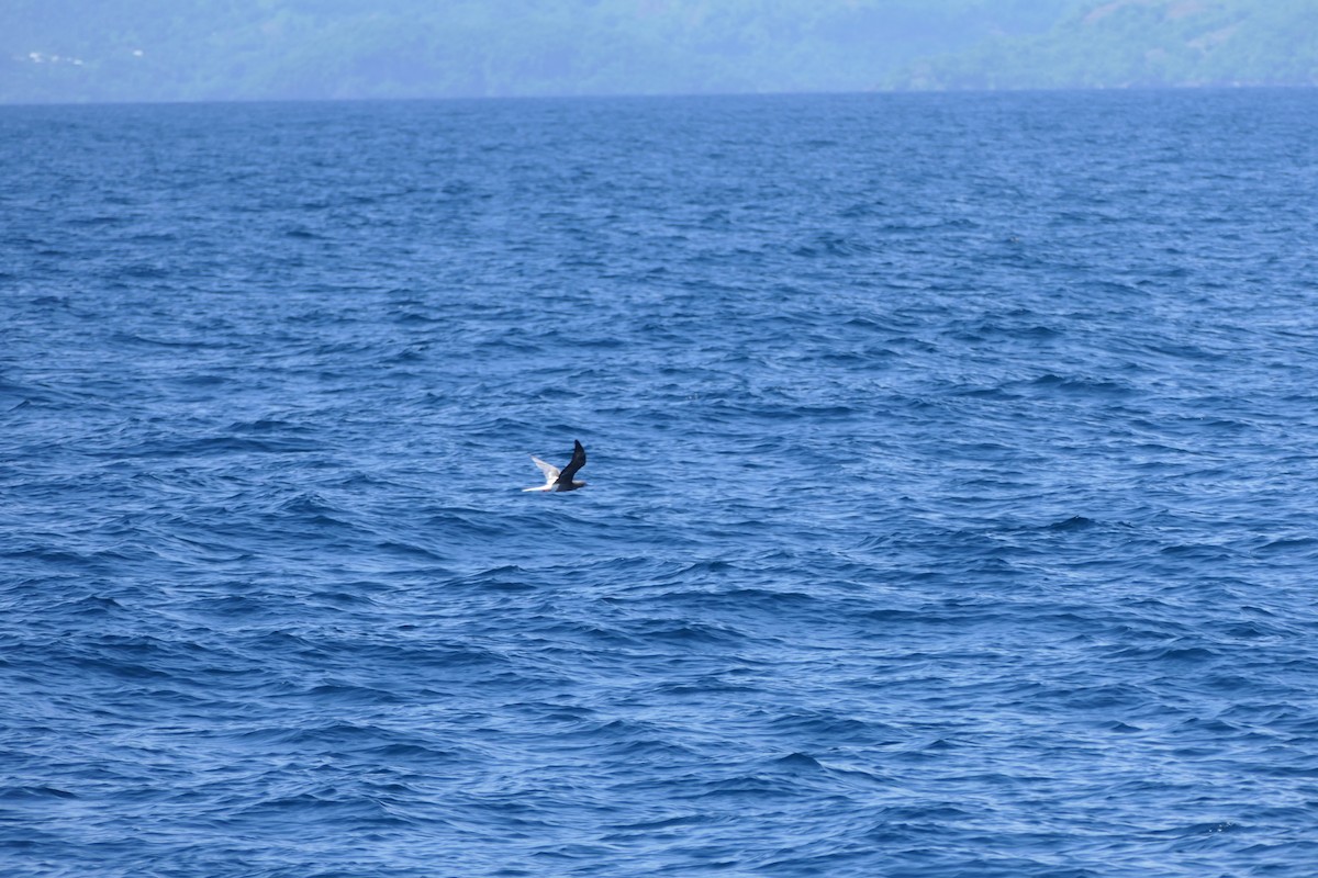 Red-footed Booby - ML591567231