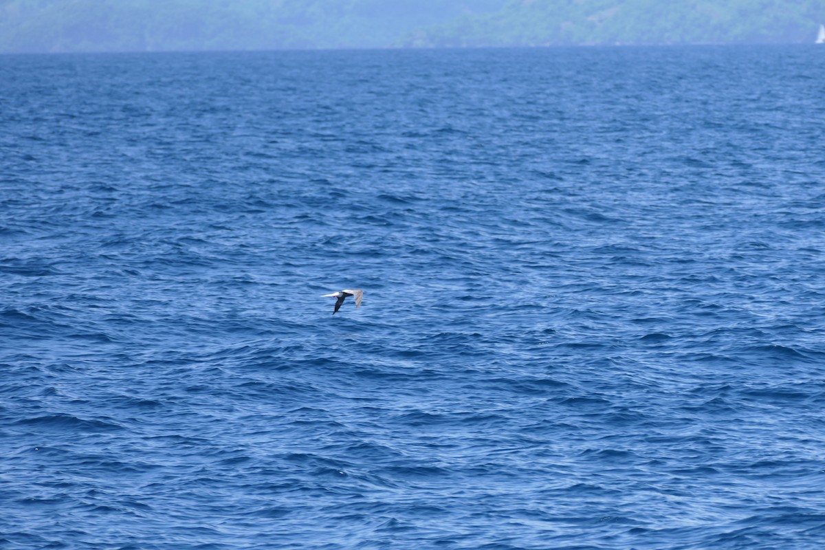 Red-footed Booby - ML591567241
