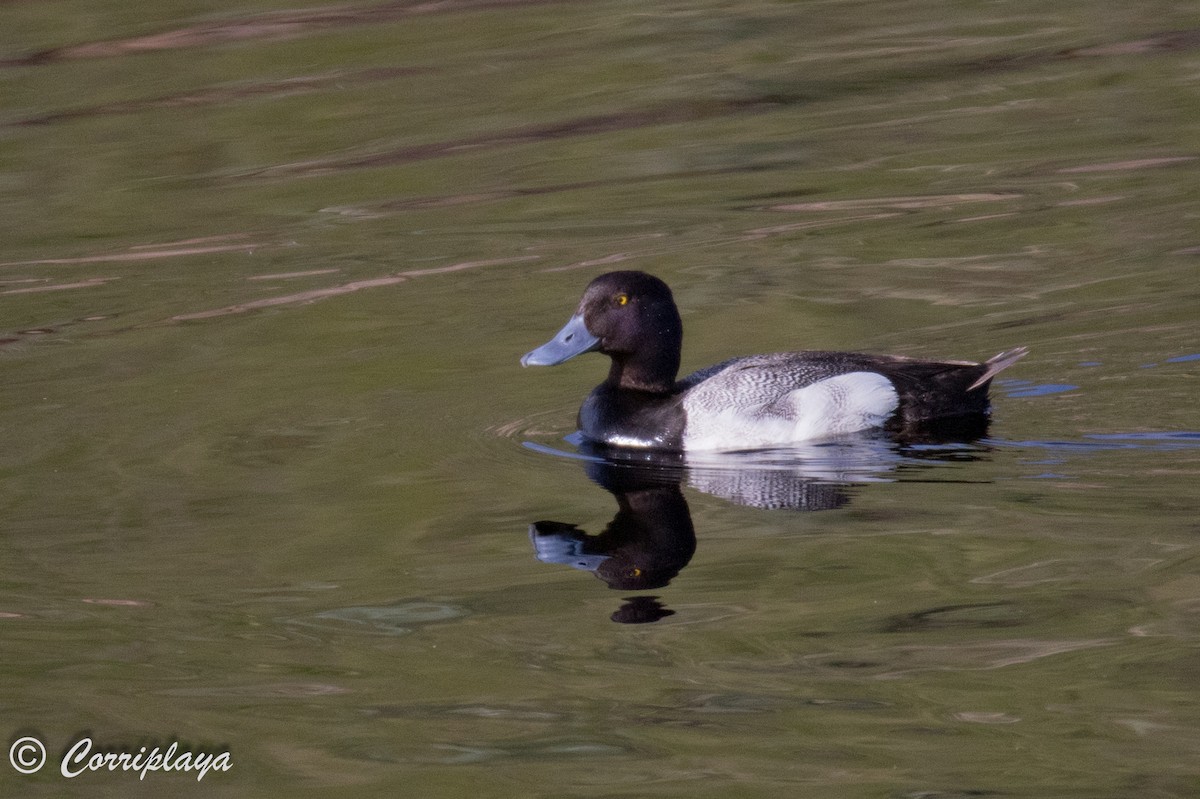 Greater Scaup - ML591567891
