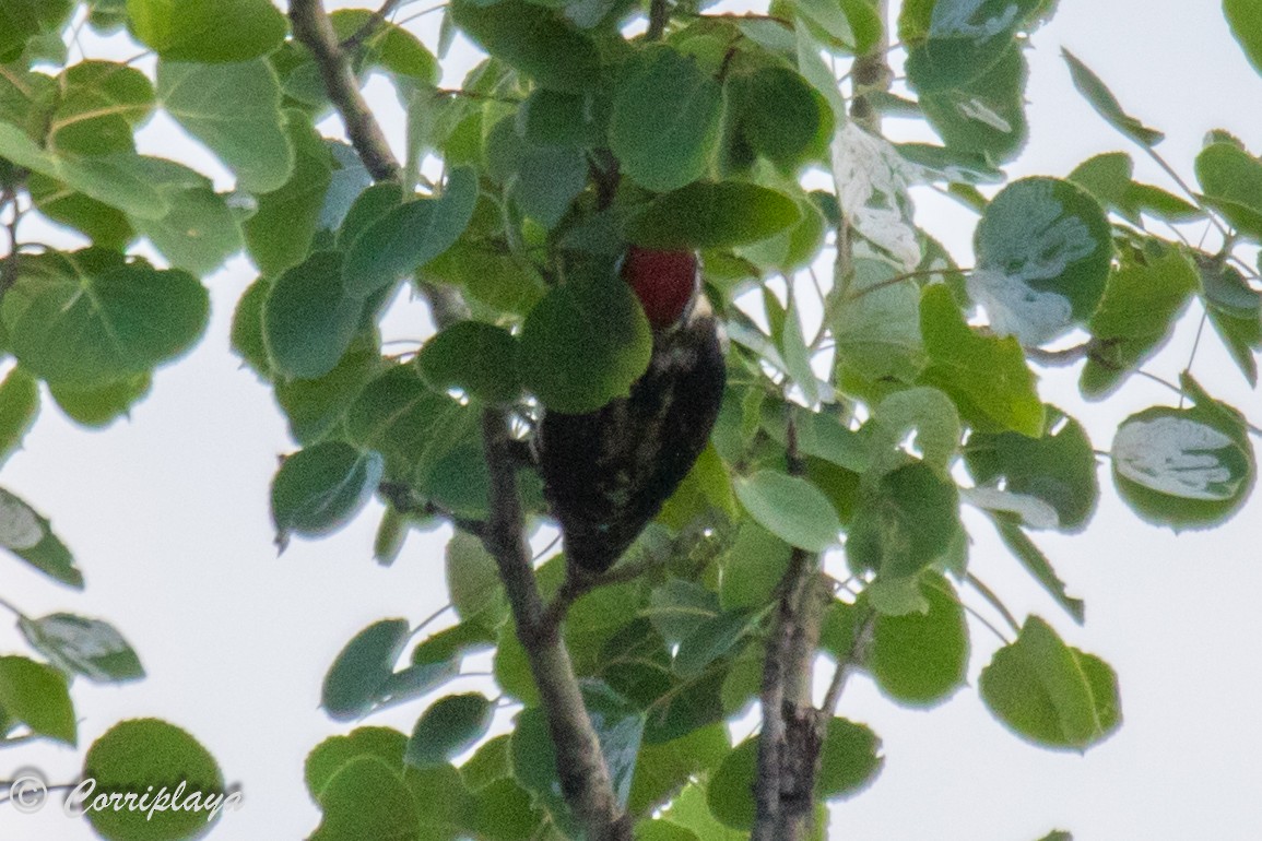 Pileated Woodpecker - ML591568021