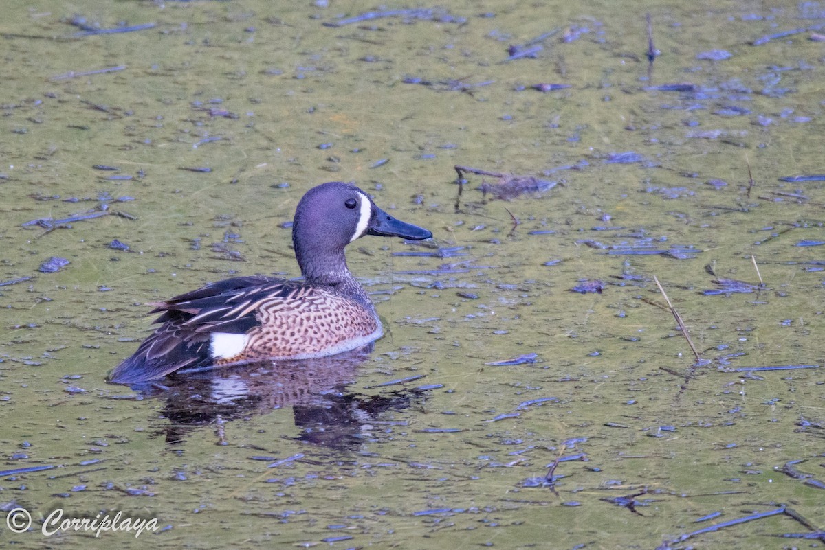 Blue-winged Teal - ML591568451