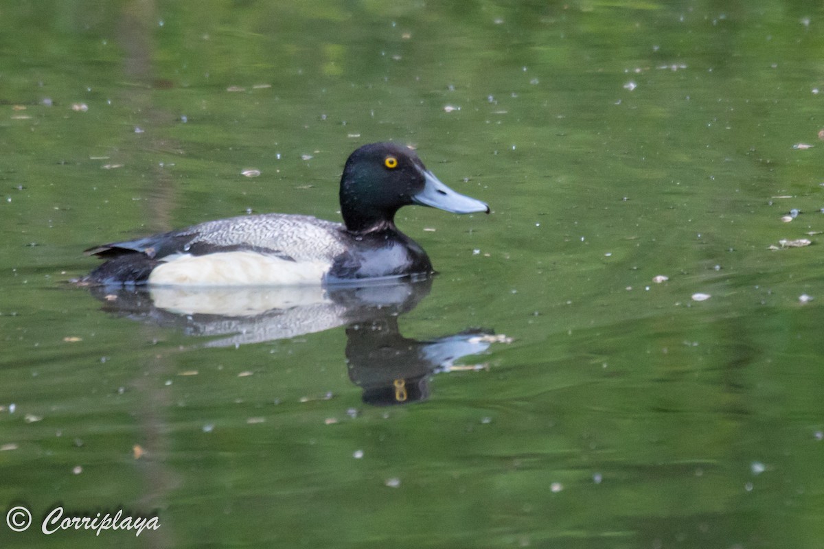 Greater Scaup - ML591568481