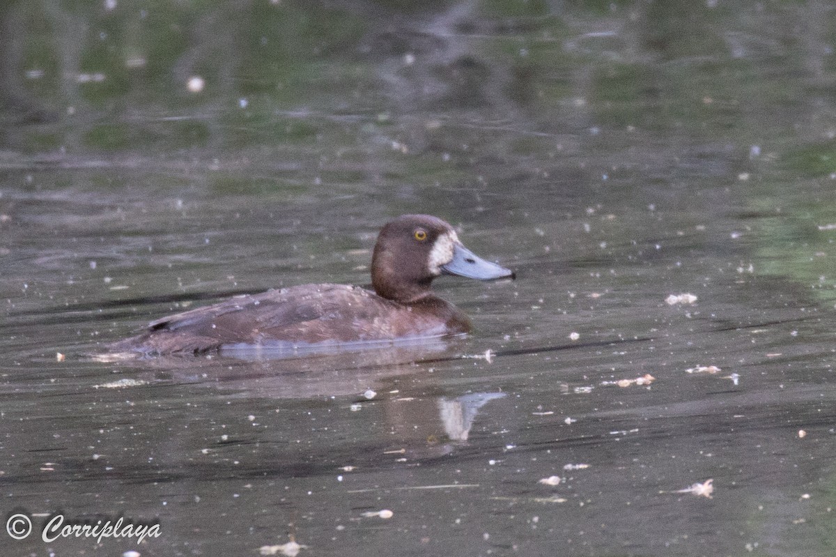 Greater Scaup - ML591568501
