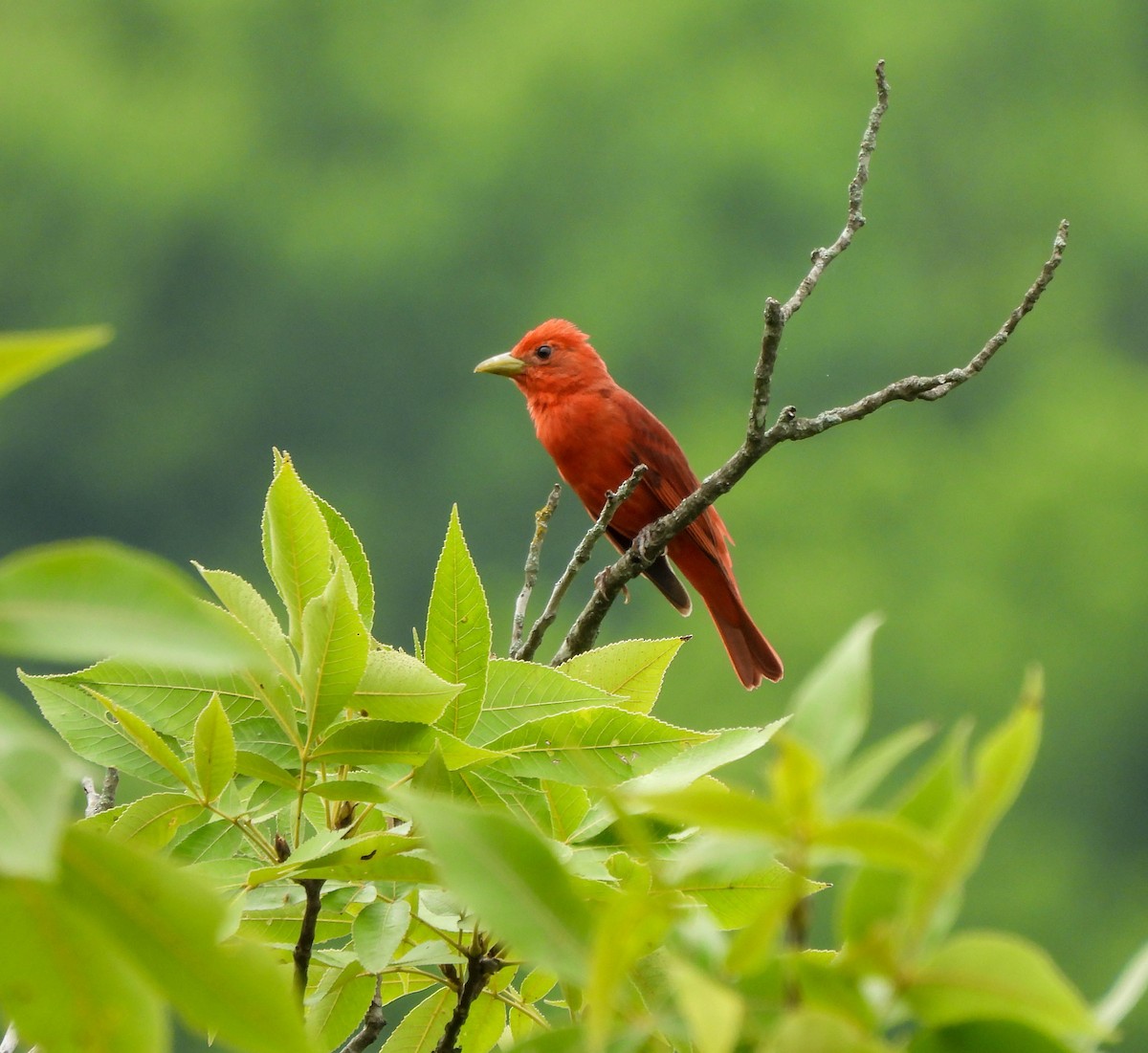 Summer Tanager - Susan Brauning