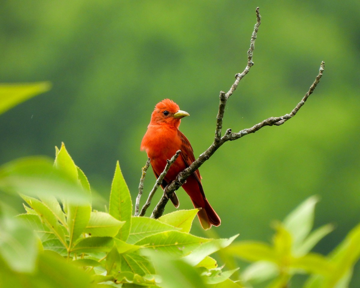 Summer Tanager - Susan Brauning