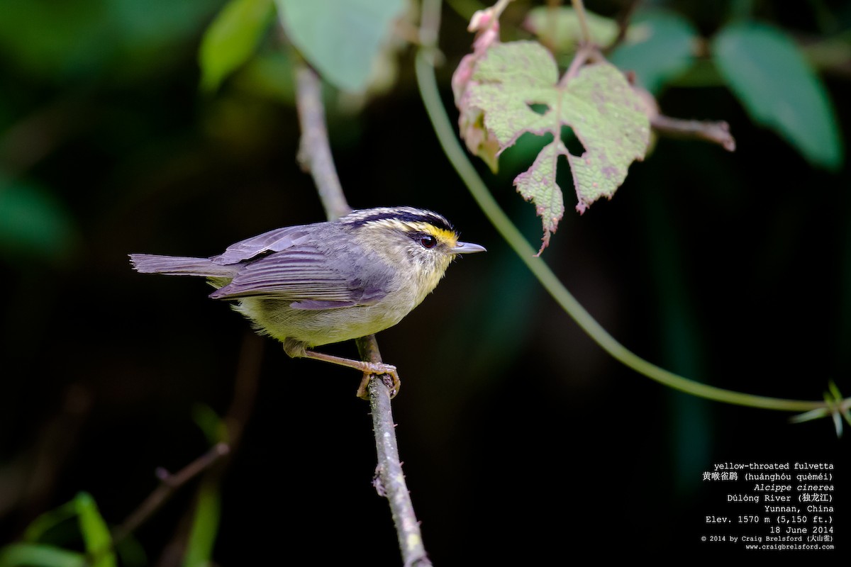 Yellow-throated Fulvetta - Craig Brelsford