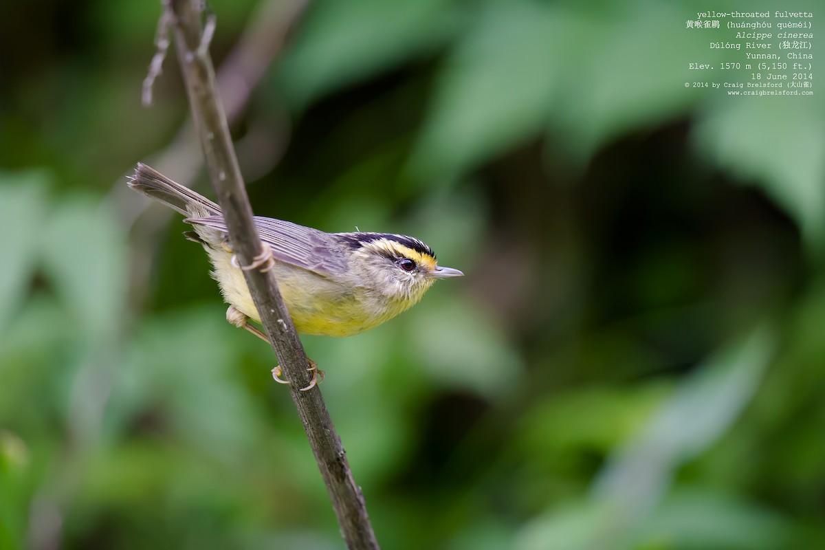 Yellow-throated Fulvetta - ML59156891