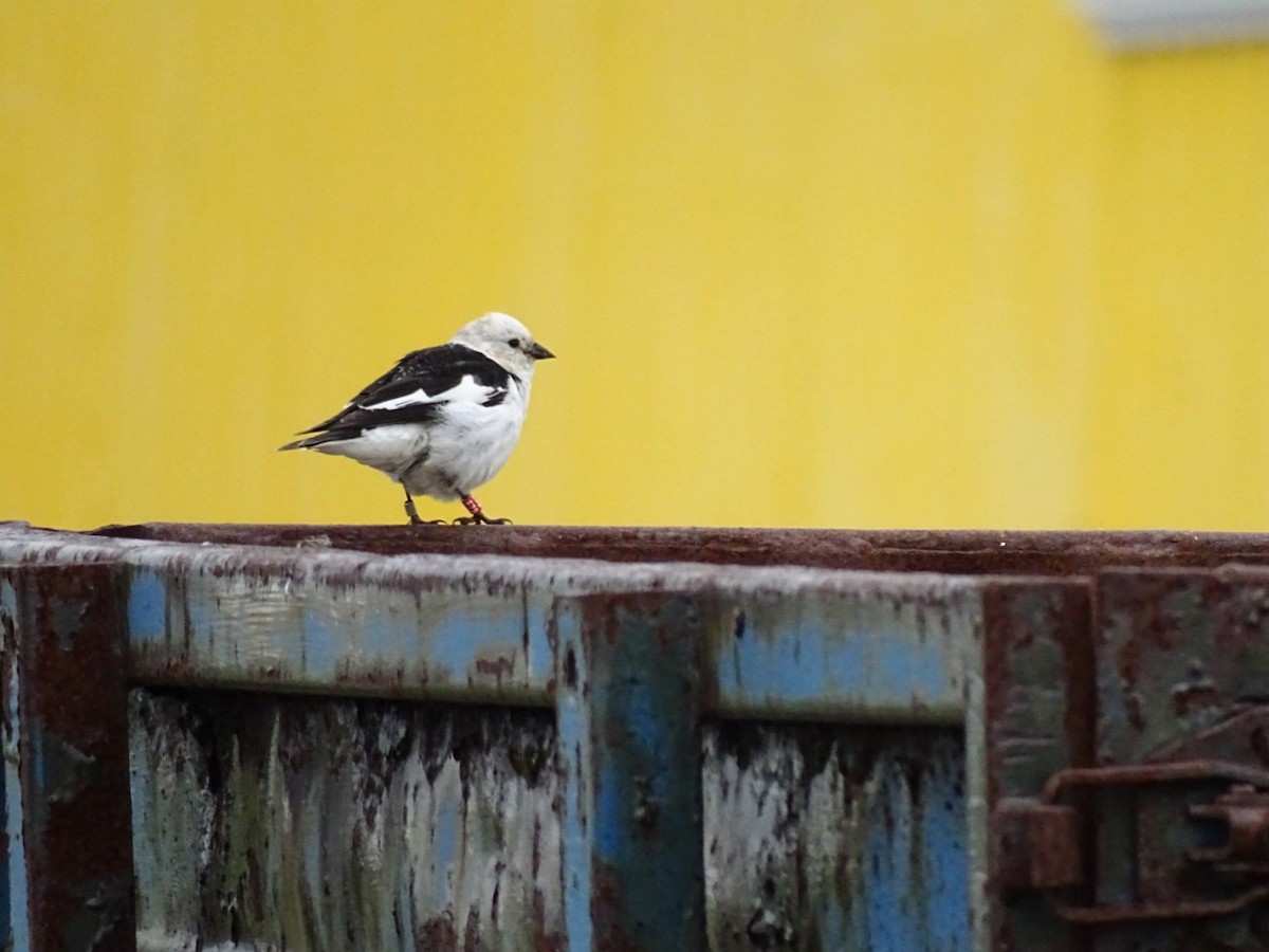 sněhule severní - ML591569471