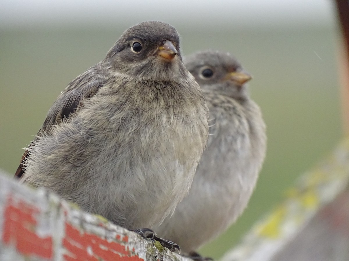 sněhule severní - ML591569481