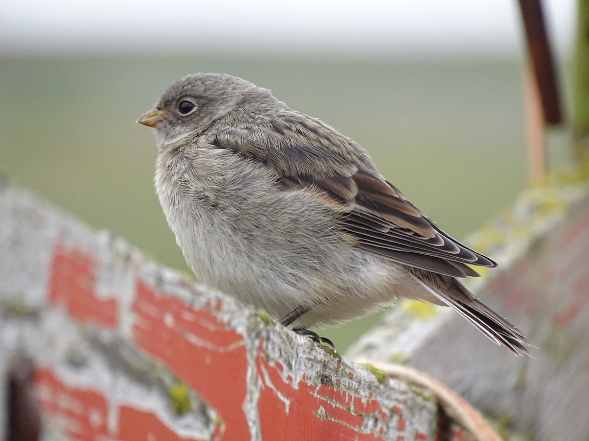 sněhule severní - ML591569491