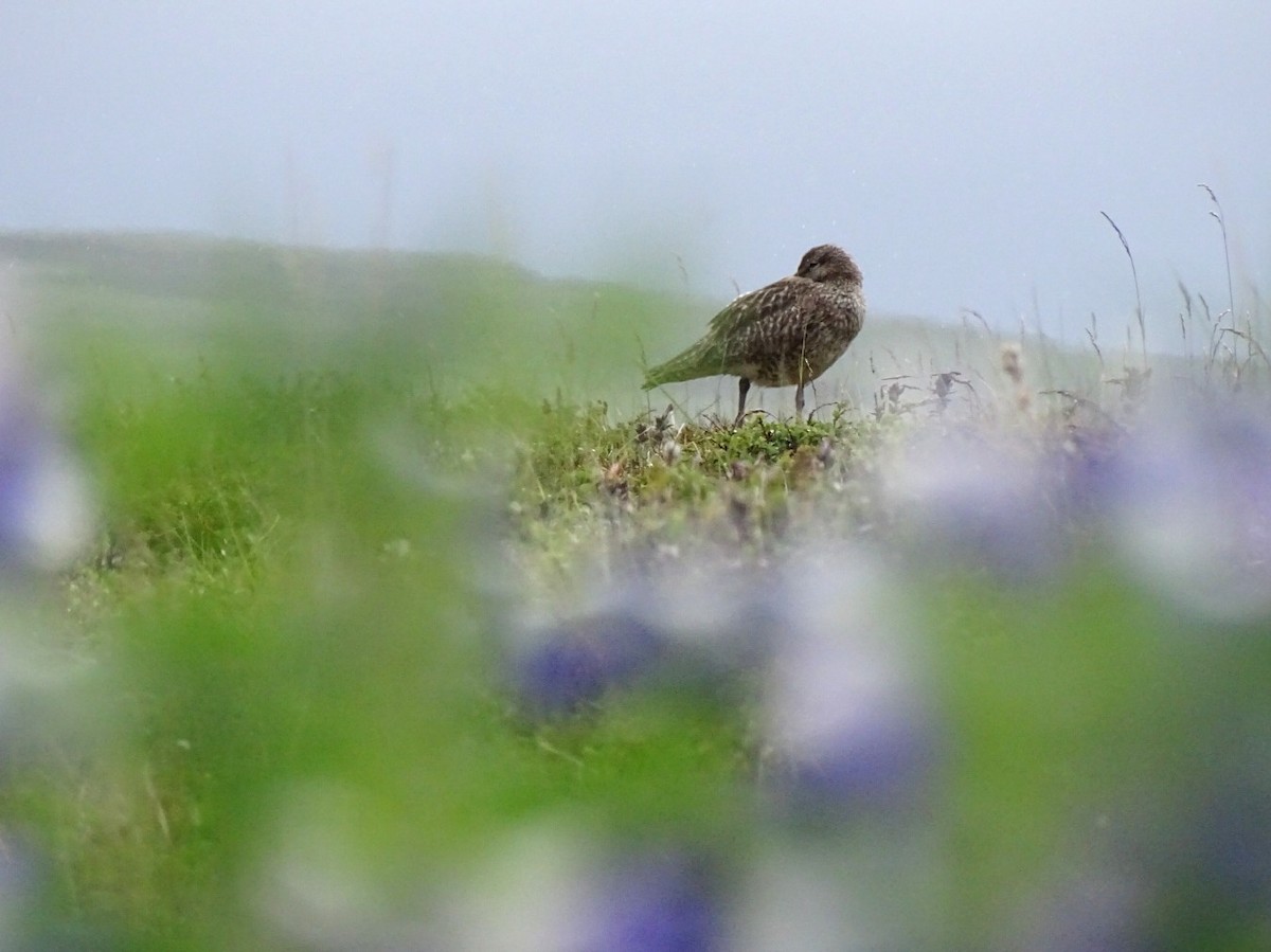 koliha malá - ML591569771