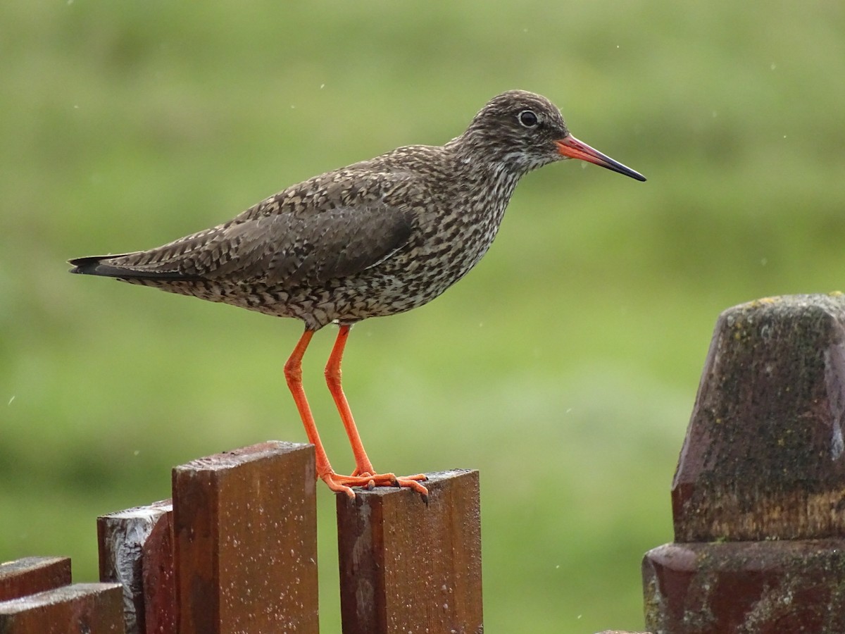 vodouš rudonohý - ML591569791