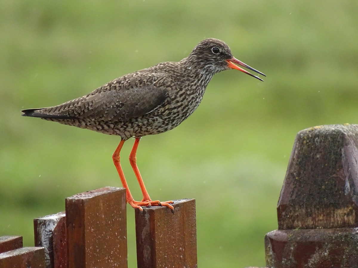 vodouš rudonohý - ML591569801