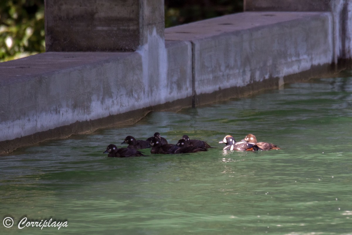 Harlequin Duck - ML591569851