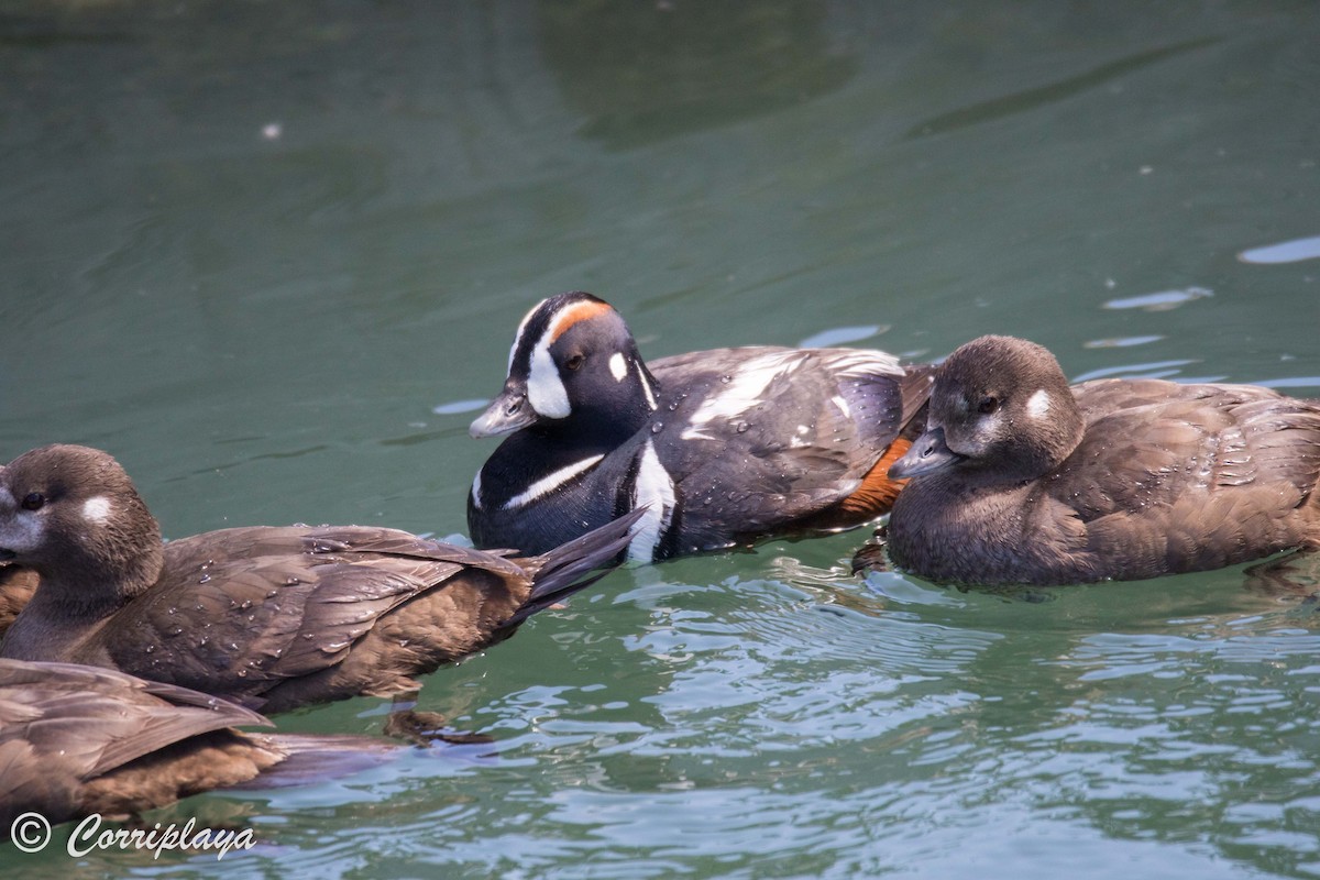 Harlequin Duck - ML591569881