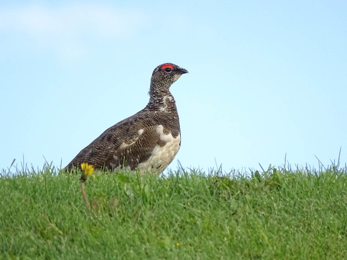 bělokur horský - ML591569911