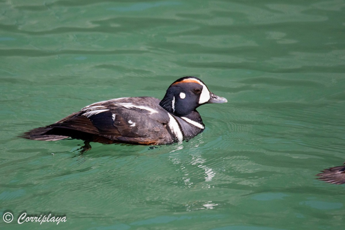 Pato Arlequín - ML591570151