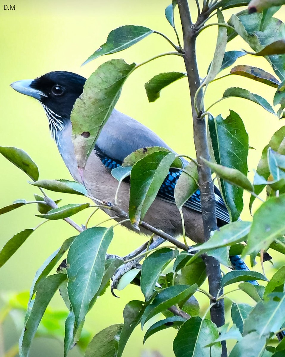 Black-headed Jay - ML591570251