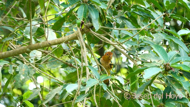 White-bellied Parrot - ML591570571