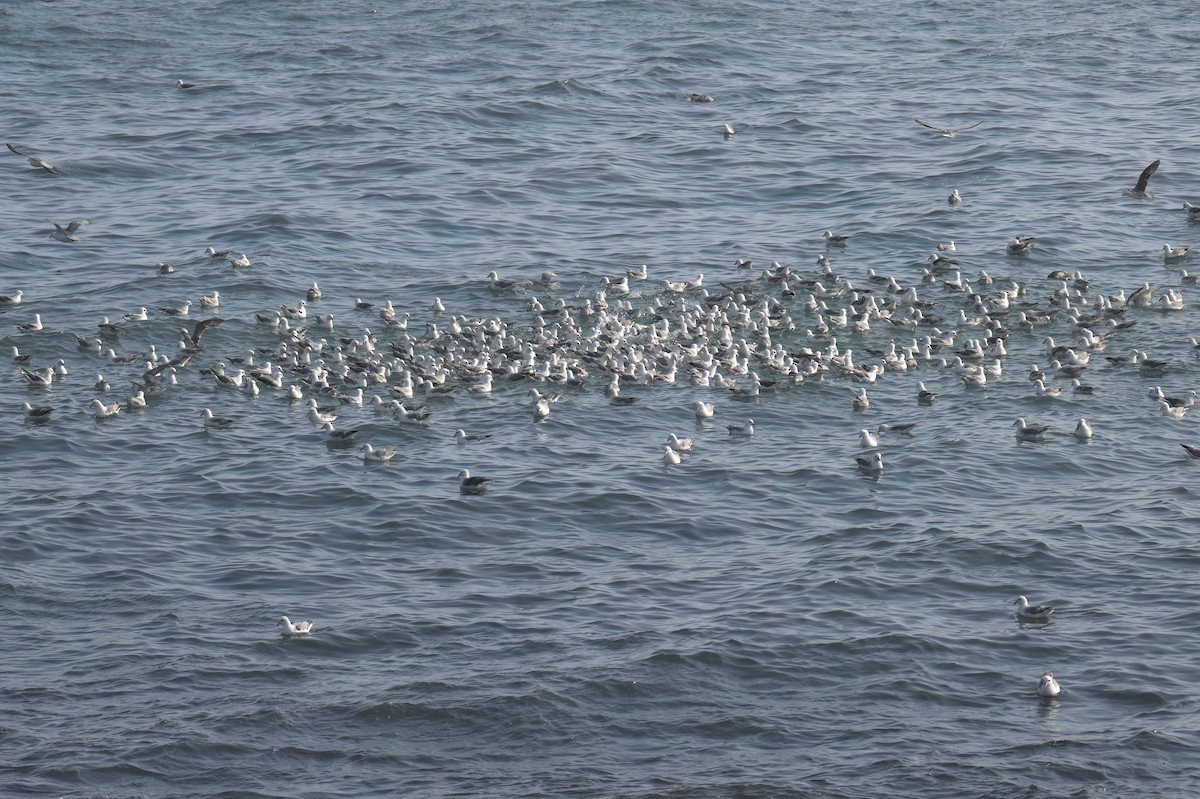 Northern Fulmar - ML591570611