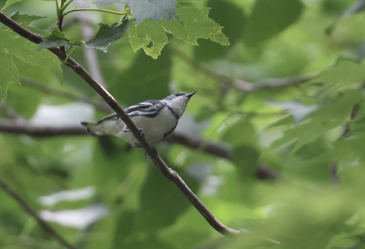 Cerulean Warbler - ML591570931