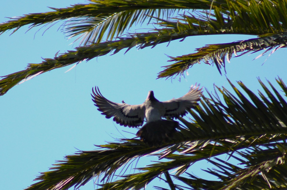 Rock Pigeon (Feral Pigeon) - ML591571711