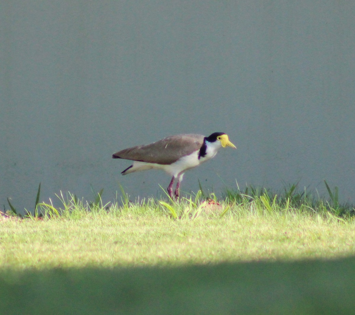 Masked Lapwing - ML591571751