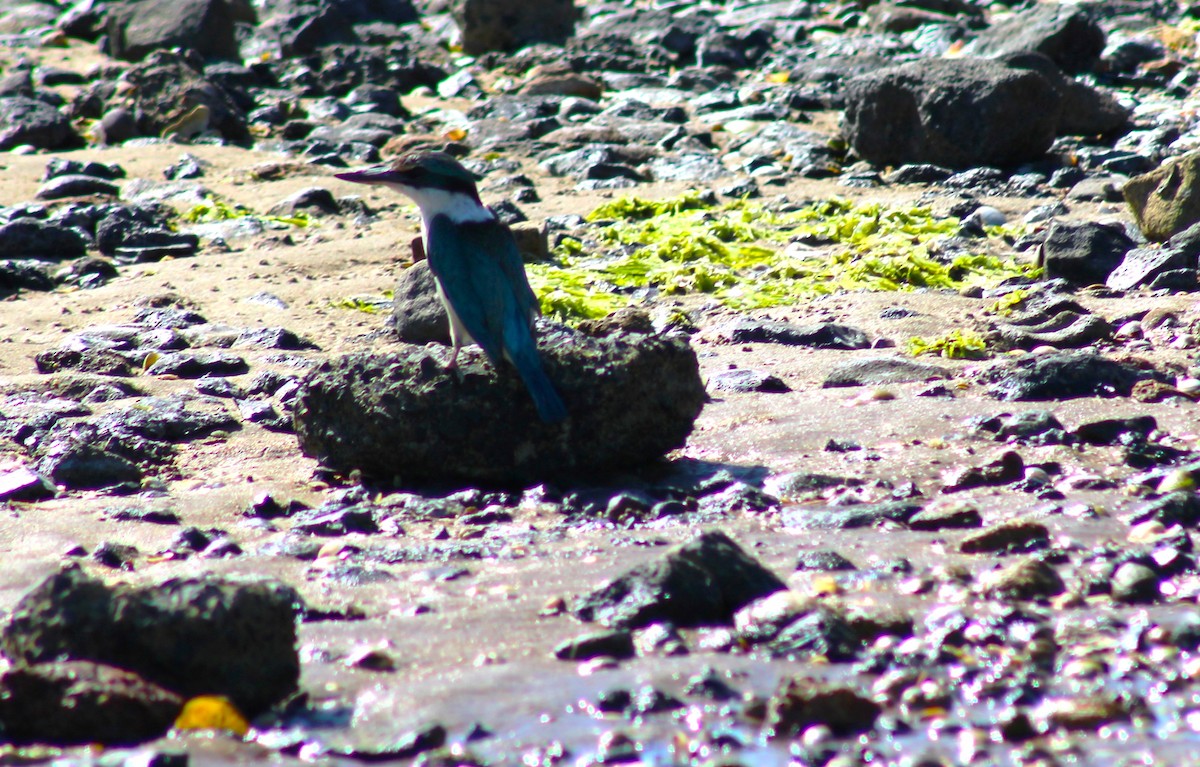 Sacred Kingfisher (New Zealand) - ML591571771