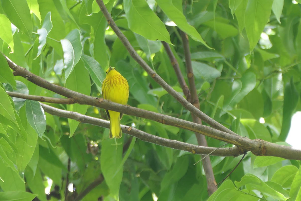Yellow Warbler - ML591573251