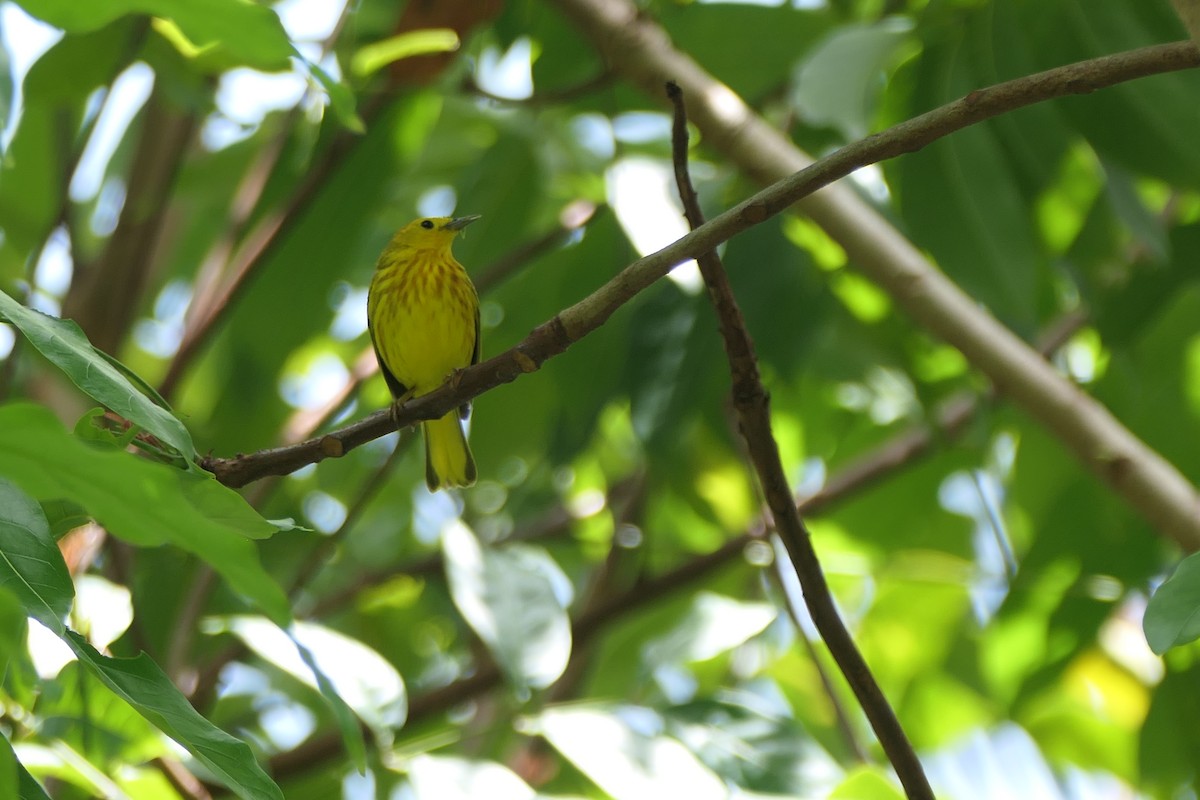 Yellow Warbler - Kenrith Carter