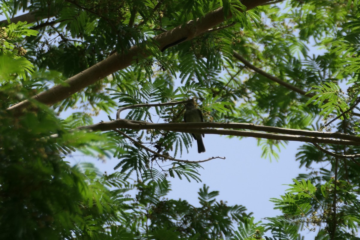 Caribbean Elaenia (Caribbean) - ML591573541