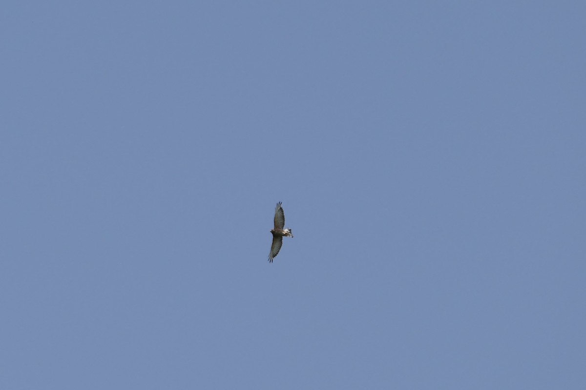 Broad-winged Hawk - ML591573551