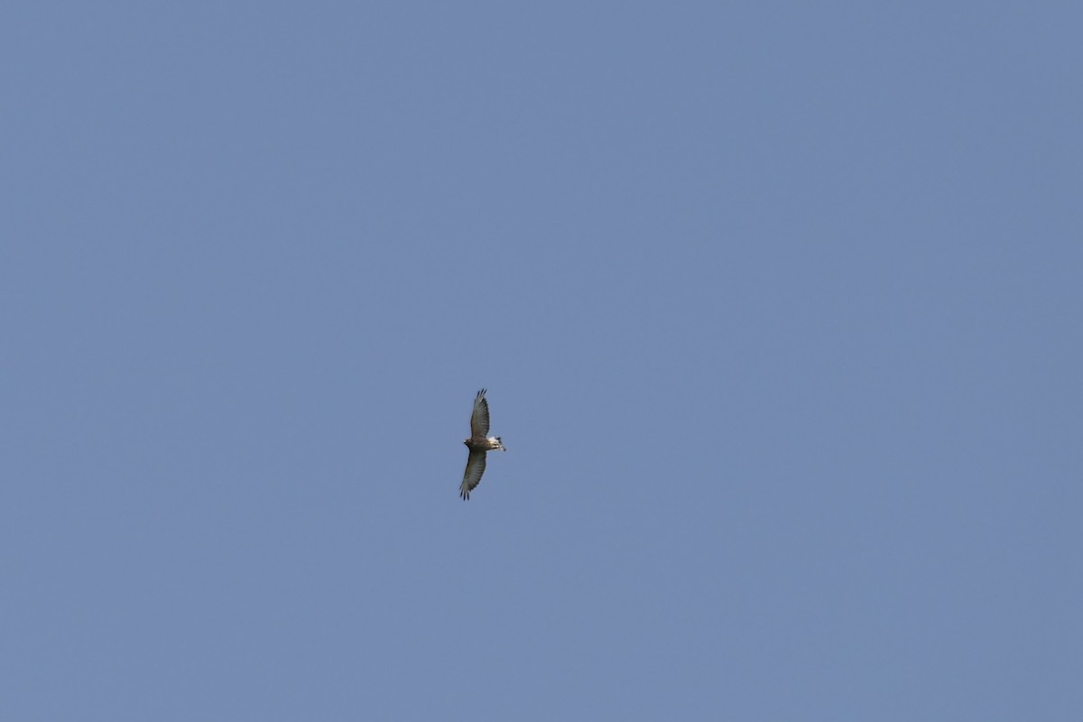 Broad-winged Hawk - ML591573561