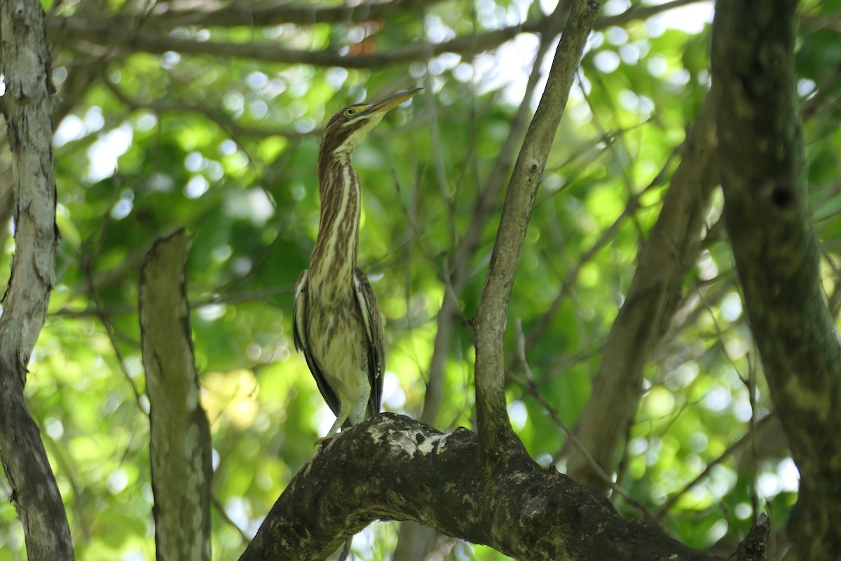 Green Heron - ML591573641