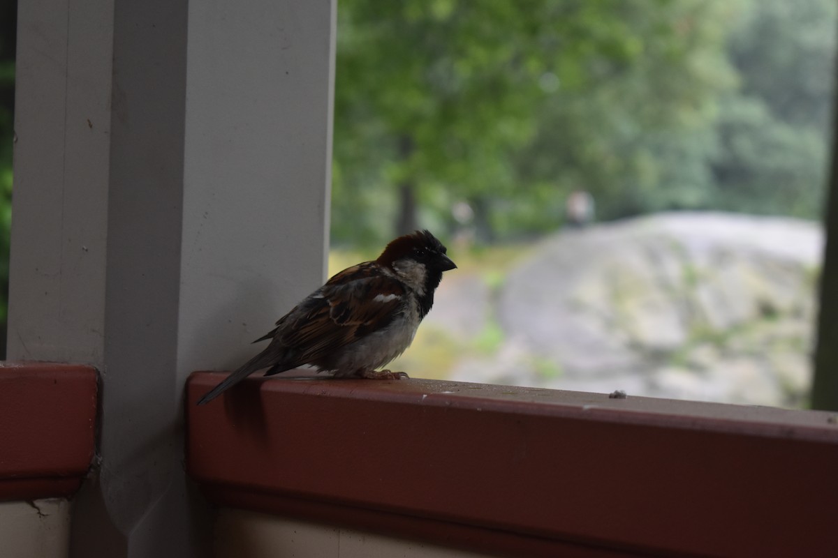 House Sparrow - ML591573701