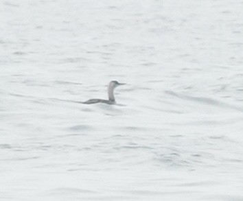 Red-throated Loon - ML591573711